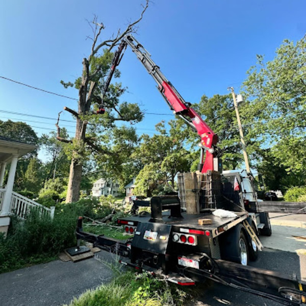 Photos of Our Business - Shy Tree - Photo (187487)