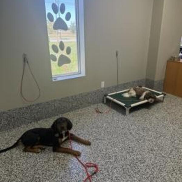 Photos of Our Business - KC Dawgz Dog Training Academy - Photo (193349)