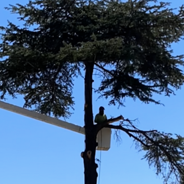 Photos of Our Business - Timber Pros Tree Service - Photo (195165)