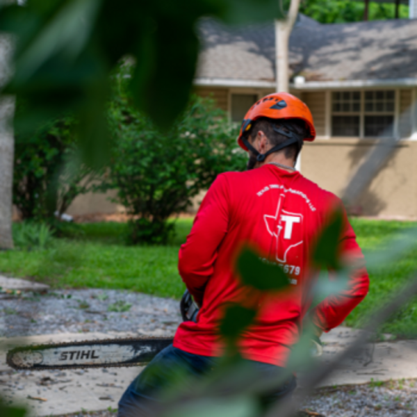 Photos of Our Business - Texas Tree Transformations - Photo (195827)