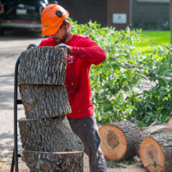 Photos of Our Business - Texas Tree Transformations - Photo (195828)
