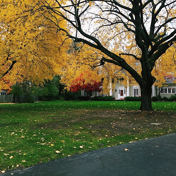 Fall Yard Clean-Up - Latest Work -  Benson Enterprises