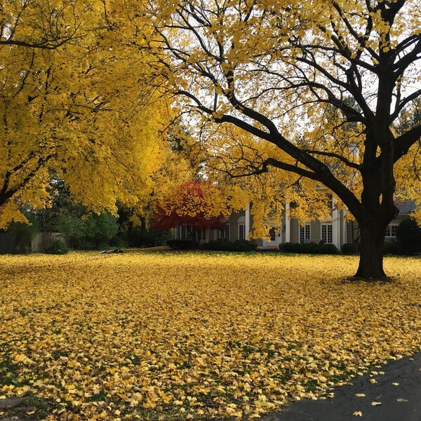 Fall Yard Clean-Up - Latest Work -  Benson Enterprises
