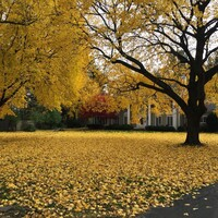 Fall Yard Clean-Up - Latest Work -  Benson Enterprises