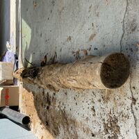Fast sewer repair in Duarte, CA, using trenchless tech and hydro-jetting for quick, effective fixes. - Latest Work -  Drainflow Solutions & Plumbing
