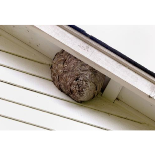 Photos of Our Business - Murfreesboro Pro Pest Service - Photo (206995)
