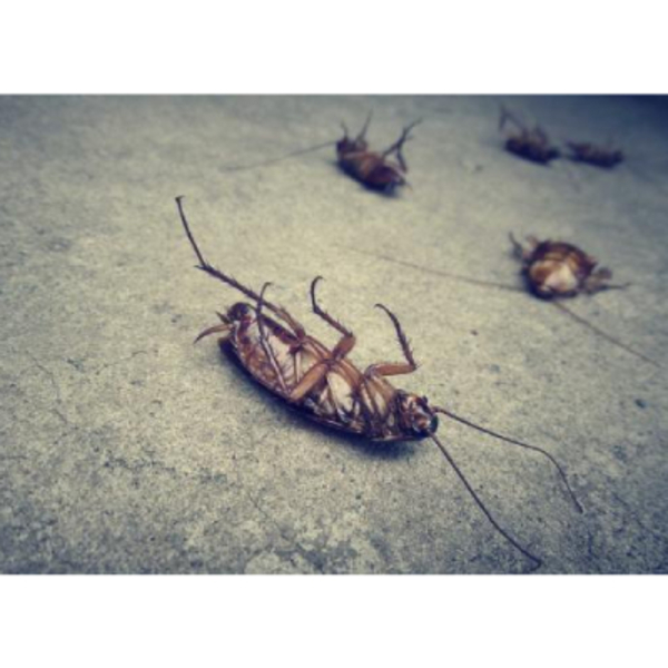 Photos of Our Business - Murfreesboro Pro Pest Service - Photo (206996)
