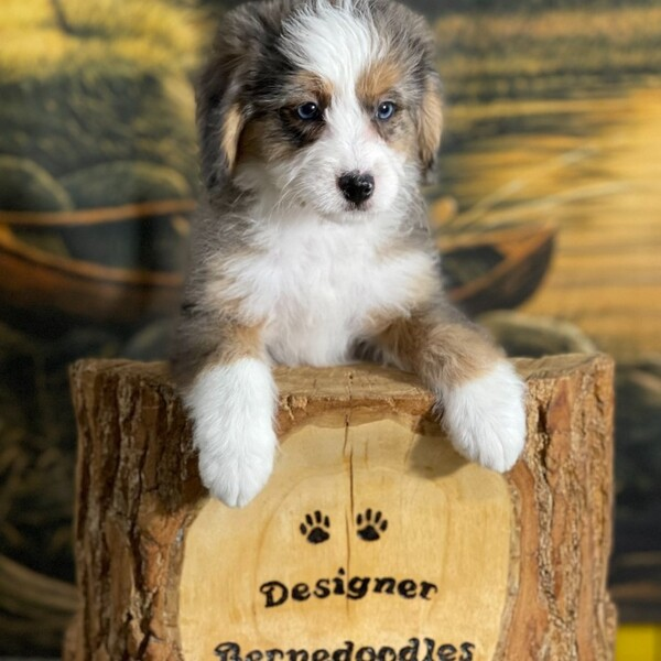 Photos of Our Business - Designer Bernedoodles - Photo (225037)