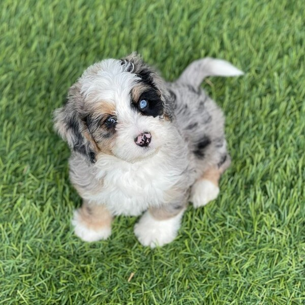 Photos of Our Business - Designer Bernedoodles - Photo (225038)