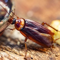 Cackroach Removal