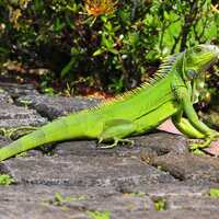 Iguana Removal
