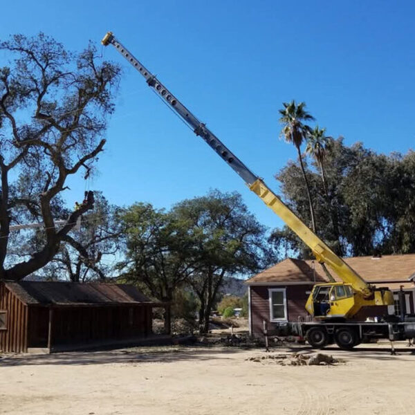 The Rising Sun Tree Care - The Rising Sun Tree Care - Photo (232266)