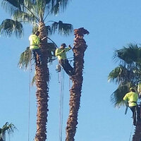 The Rising Sun Tree Care - The Rising Sun Tree Care - Photo (232267)
