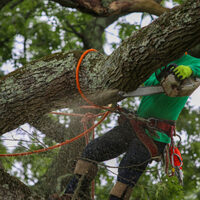 The Rising Sun Tree Care - The Rising Sun Tree Care - Photo (232268)