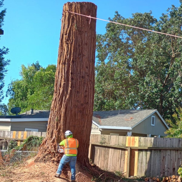 The Rising Sun Tree Care - The Rising Sun Tree Care - Photo (232270)
