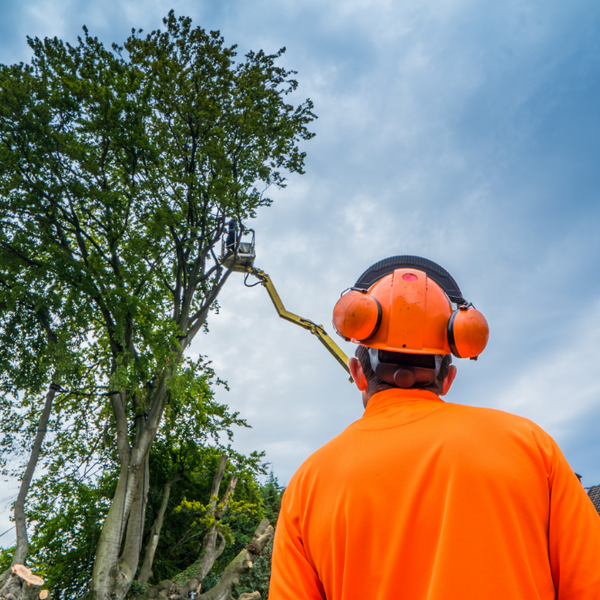 The Rising Sun Tree Care - The Rising Sun Tree Care - Photo (232271)