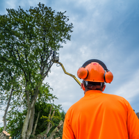 The Rising Sun Tree Care - The Rising Sun Tree Care - Photo (232271)