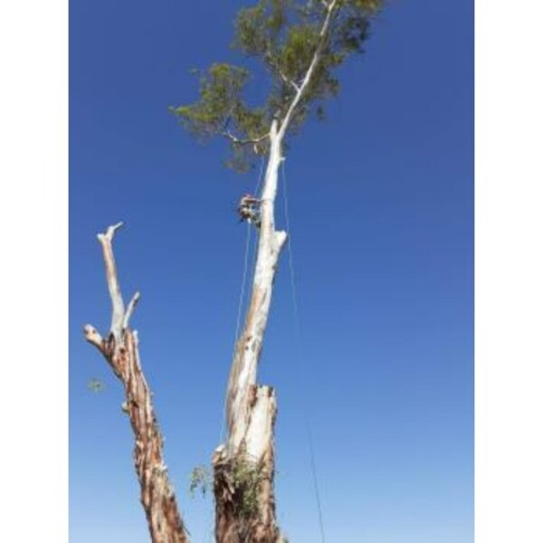 Photos of Our Business - Shady Deal Tree Service - Photo (241242)