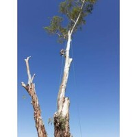 Photos of Our Business - Shady Deal Tree Service - Photo (241242)