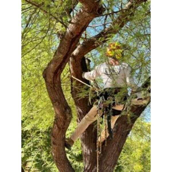 Photos of Our Business - Shady Deal Tree Service - Photo (241243)