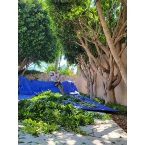 Photos of Our Business - Shady Deal Tree Service - Photo (241244)