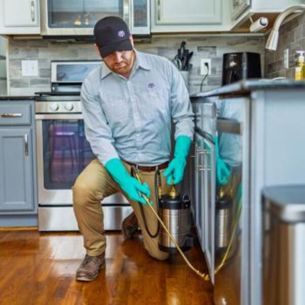 Photos of Our Business - Evergreen Pest Solutions - Photo (245144)