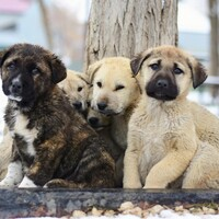 Pooper scooper service near me - Dookie Doctors Pet Waste Removal