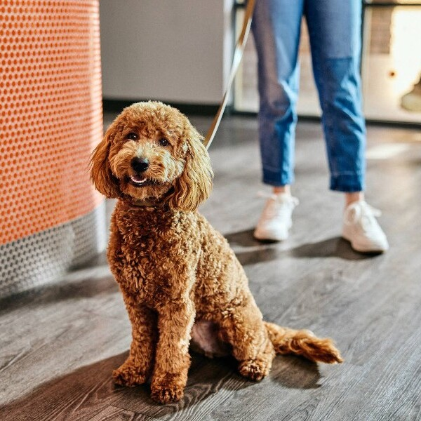 Photos - Dogtopia of Alpharetta at Halcyon - Photo (257261)