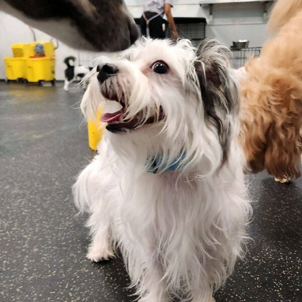 Photos - Dogtopia of Alpharetta at Halcyon - Photo (257262)