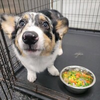 Photos - Dogtopia of Alpharetta at Halcyon - Photo (257265)