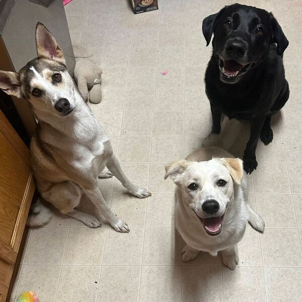 Dogtopia of Midlothian - Dogtopia of Midlothian - Photo (262966)