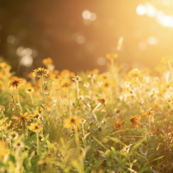 Photos of Our Business - Leaf & Limb - Photo (271643)