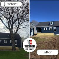tree service buffalo NY
