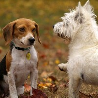 Dog Poop Service by Dookie Doctors | Reliable Pet Waste Removal