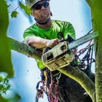 Tree Cutting