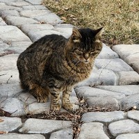 Photos of Our Business - Summit Veterinary and Urgent Care - Photo (317566)